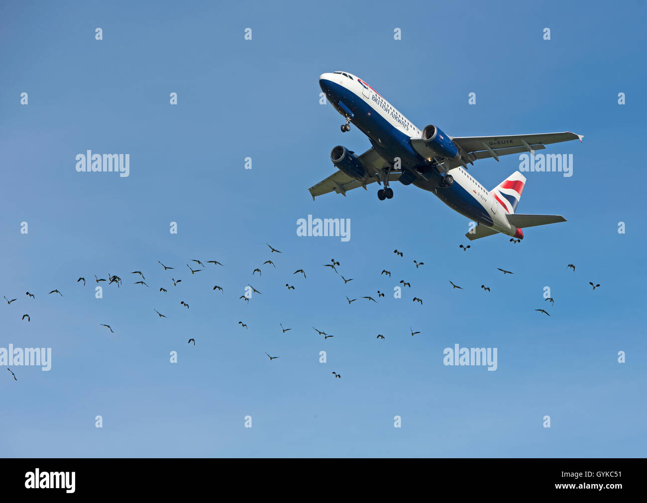 Stormo di uccelli ofLapwing pass bambino di BA di un aereo di linea di passeggeri in quanto si discosta dall'aeroporto di Inverness per Londra. SCO 11,235. Foto Stock