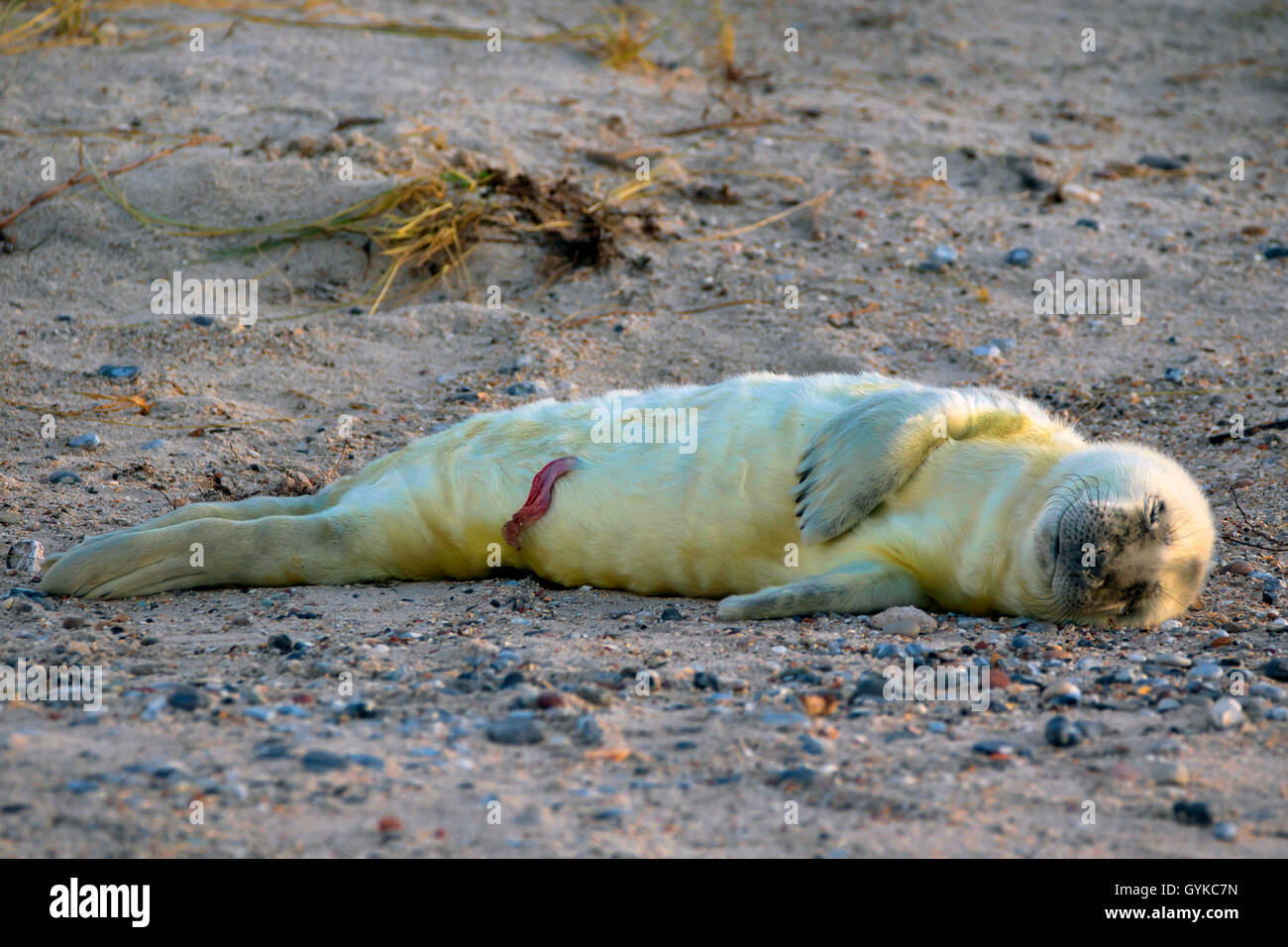 Guarnizione grigio (Halichoerus grypus), la nuova nata di guarnizione di colore grigio con cordone ombelicale, Germania, Schleswig-Holstein, Isola di Helgoland Foto Stock