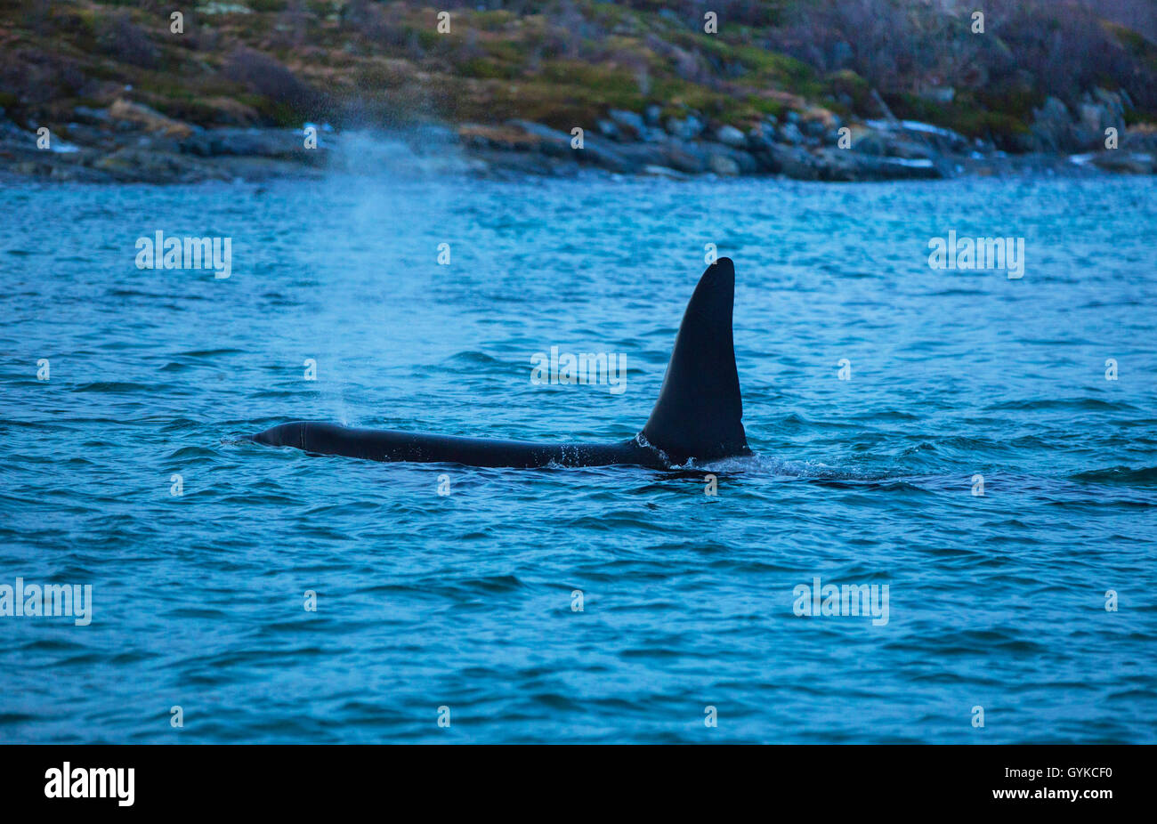 Orca, grande balena killer, grampus (Orcinus orca), maschio a caccia di aringhe , Norvegia, Fylke Troms, Senja Foto Stock