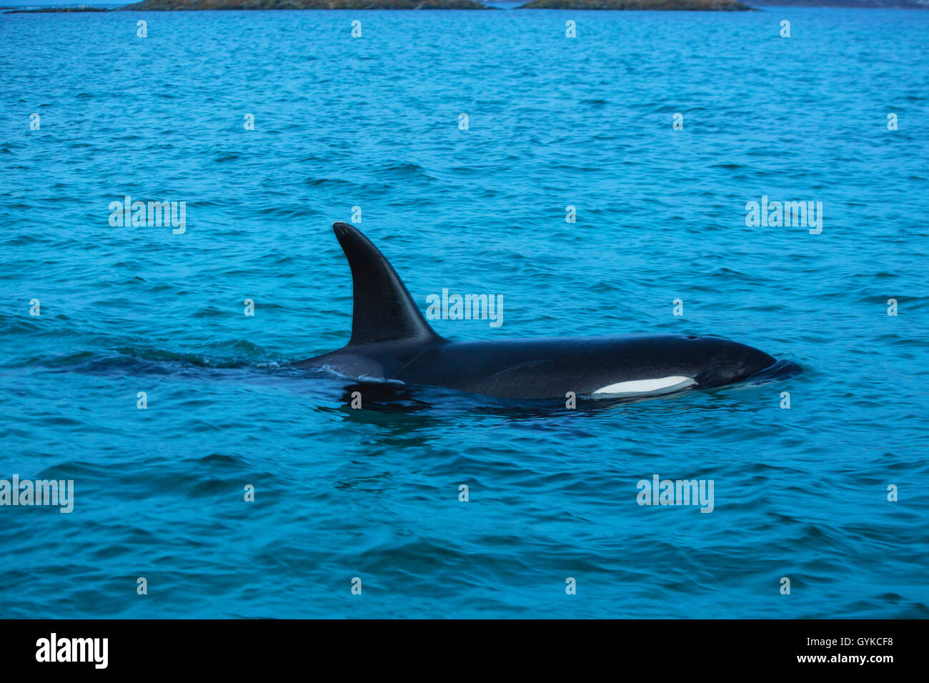 Orca, grande balena killer, grampus (Orcinus orca), respirazione femmina, Norvegia, Fylke Troms, Senja Foto Stock