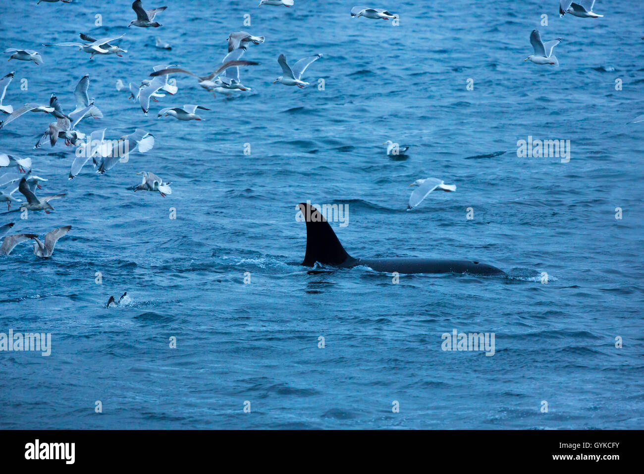 Orca, grande balena killer, grampus (Orcinus orca), Gregge di gabbiani su un orca a caccia di aringhe, Norvegia, Fylke Troms, Senja Steinfjorden Foto Stock