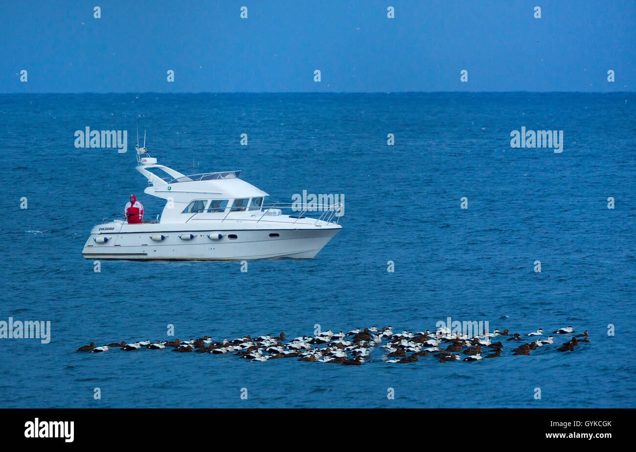 Eider comune (Somateria mollissima), nell'oceano aperto nella parte anteriore della barca di un gregge di nuoto, Norvegia, Fylke Troms, Senja Steinfjorden Foto Stock