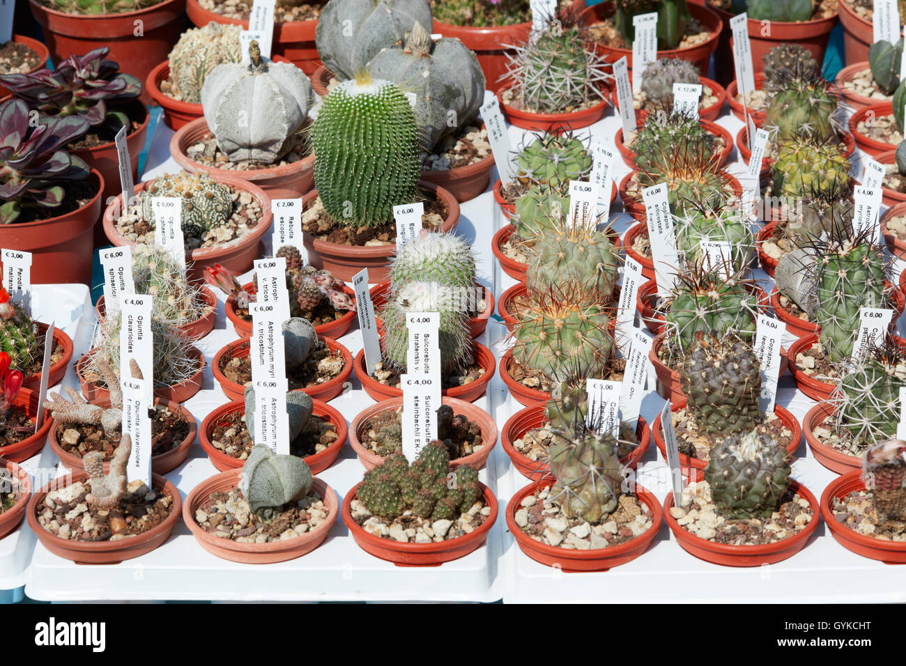 Le piante succulente raccolta in piccoli vasi con i cartellini dei prezzi Foto Stock
