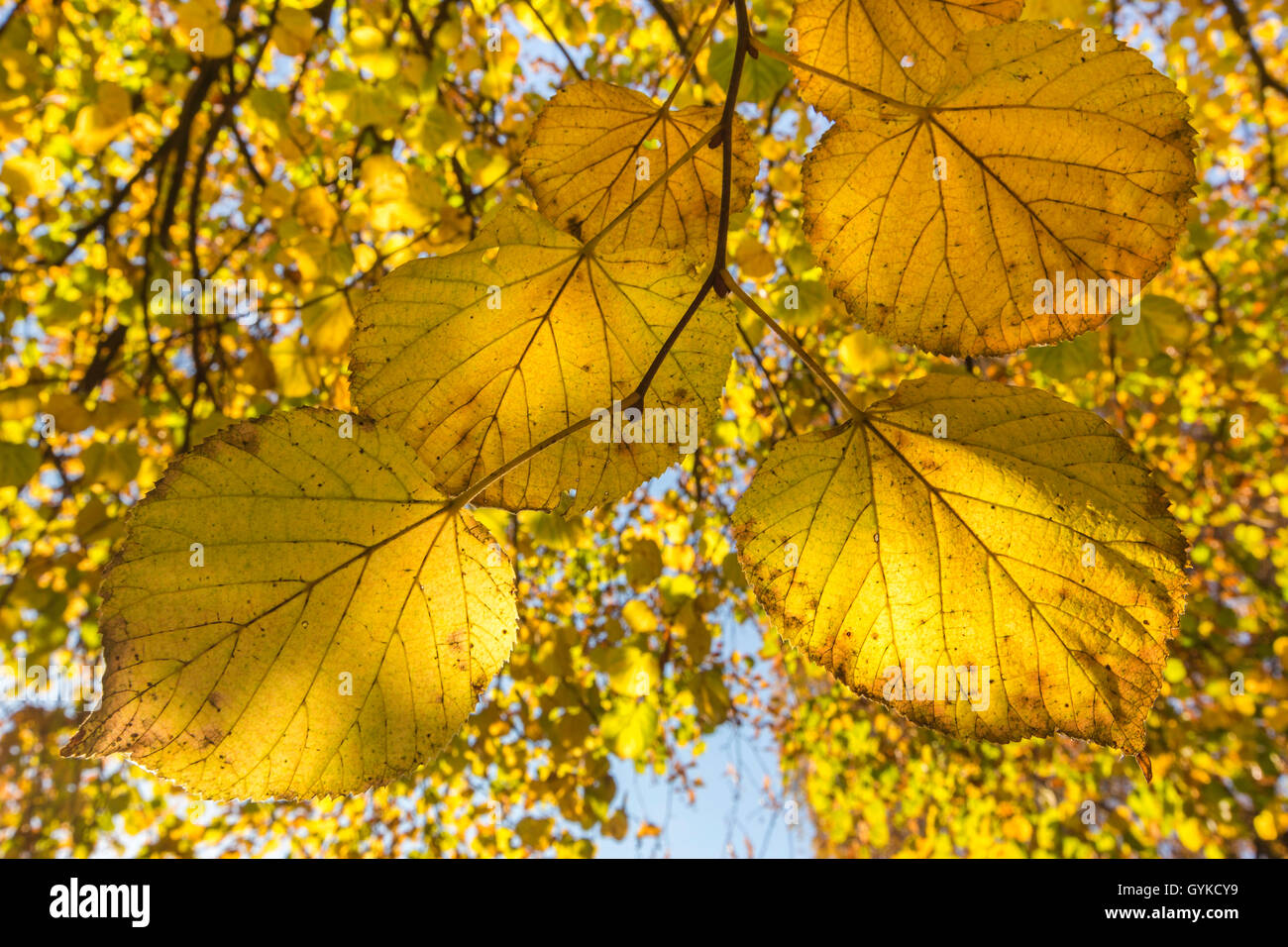 Grandi lasciava in calce, tiglio (Tilia platyphyllos), foglie di autunno, in Germania, in Baviera Foto Stock