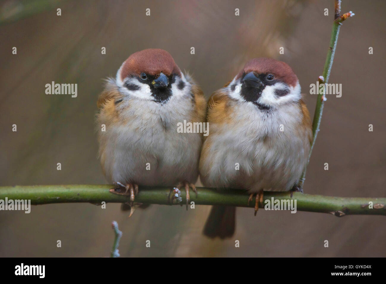 Feldsperling, Feldspatz (Passer montanus), zwei aufgeplusterte Spatzen sitzen zusammen auf einem Ast, Vorderansicht, Deutschland Foto Stock