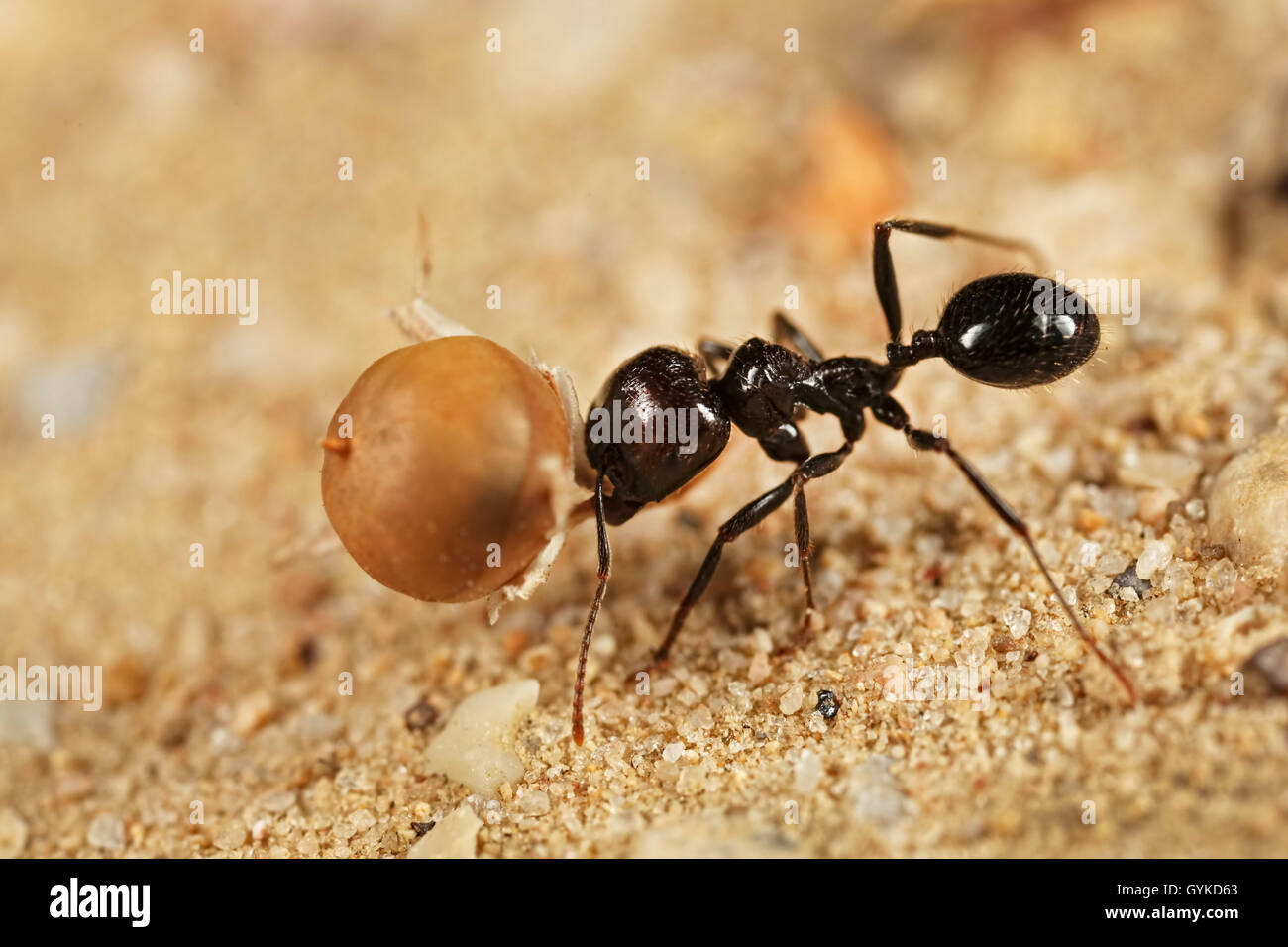 Ameisen (Formicidae), schwarze Ameise traegt die Frucht eines Gauchheils zum Nest | formiche (Formicidae), ant portando un frutto towa Foto Stock