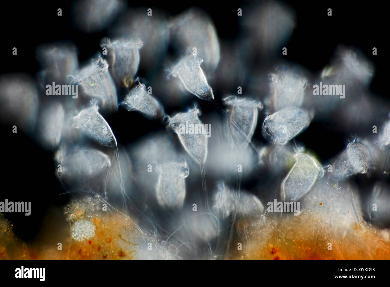 Glockentier, Glockentierchen (vorticelle spec.), im Dunkelfeld | vorticelle (vorticelle spec.), con microscopia a campo scuro | BLW Foto Stock