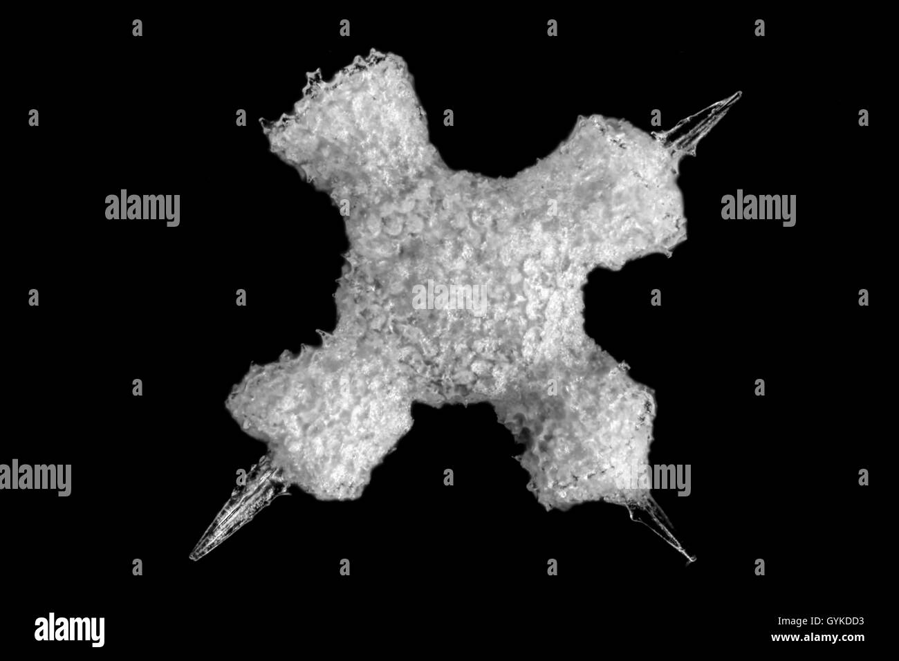 Radiolarien, Strahlentierchen (Radiolaria), fossiles Strahlentierchen von Barbados im Dunkelfeld | radiolari (Radiolaria), fo Foto Stock