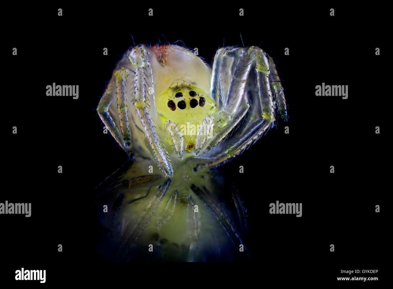 Spinnen (Arachnida), Nahaufnahme einer winzigen gelben Spinne auf schwarzem spiegelndem Untergrund | spider (Arachnida), piccolo Foto Stock