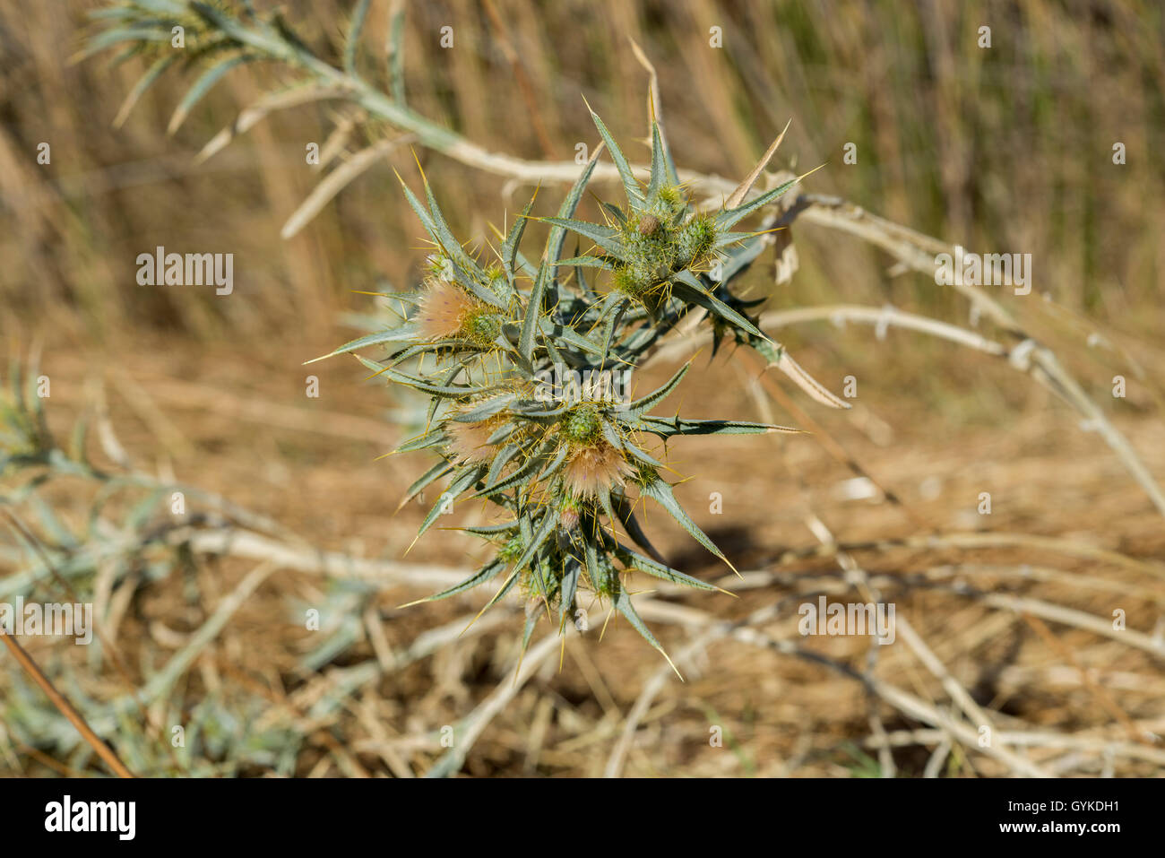 Lanosi conocchia thistle, Carthamus lanatus, in un campo di stoppie. Foto scattata in Ciudad Real Provincia, Spagna Foto Stock