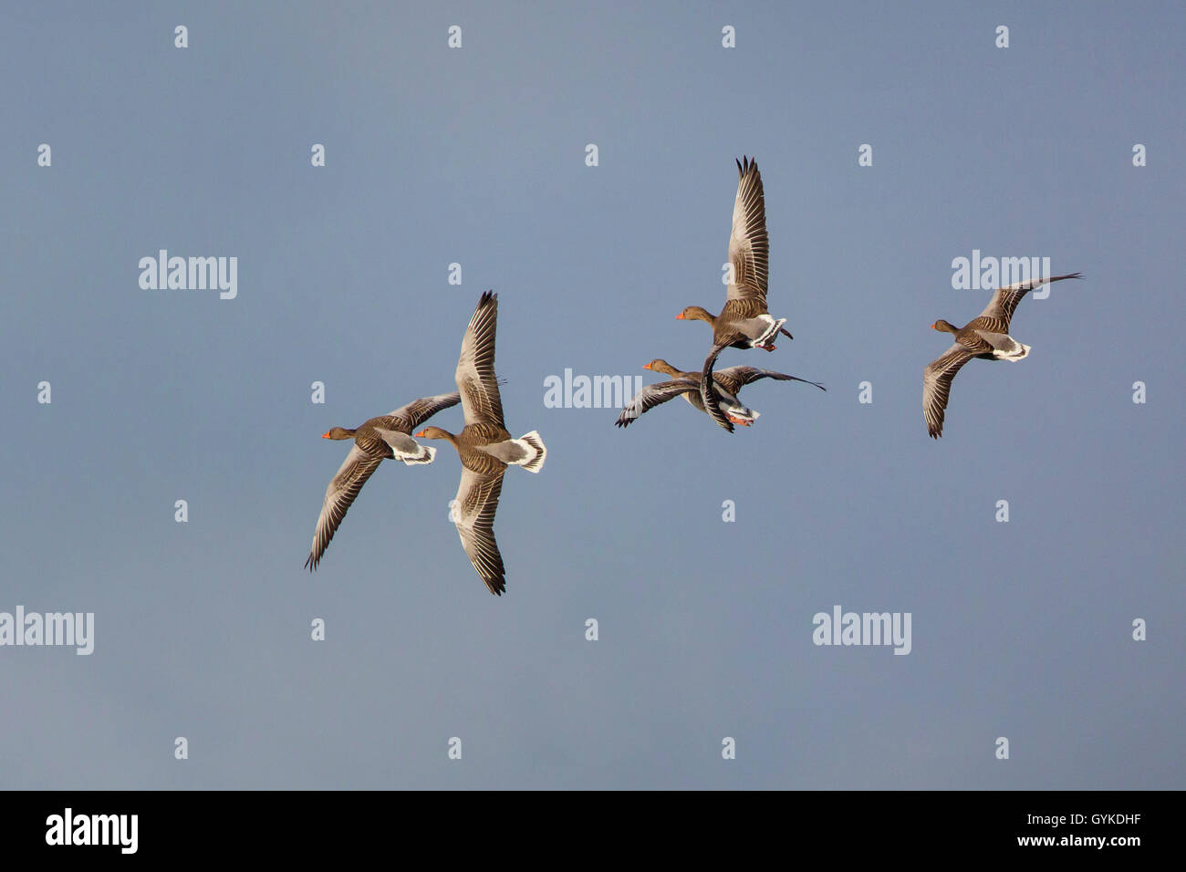 Graylag goose (Anser anser), approccio per un atterraggio, in Germania, in Baviera Foto Stock