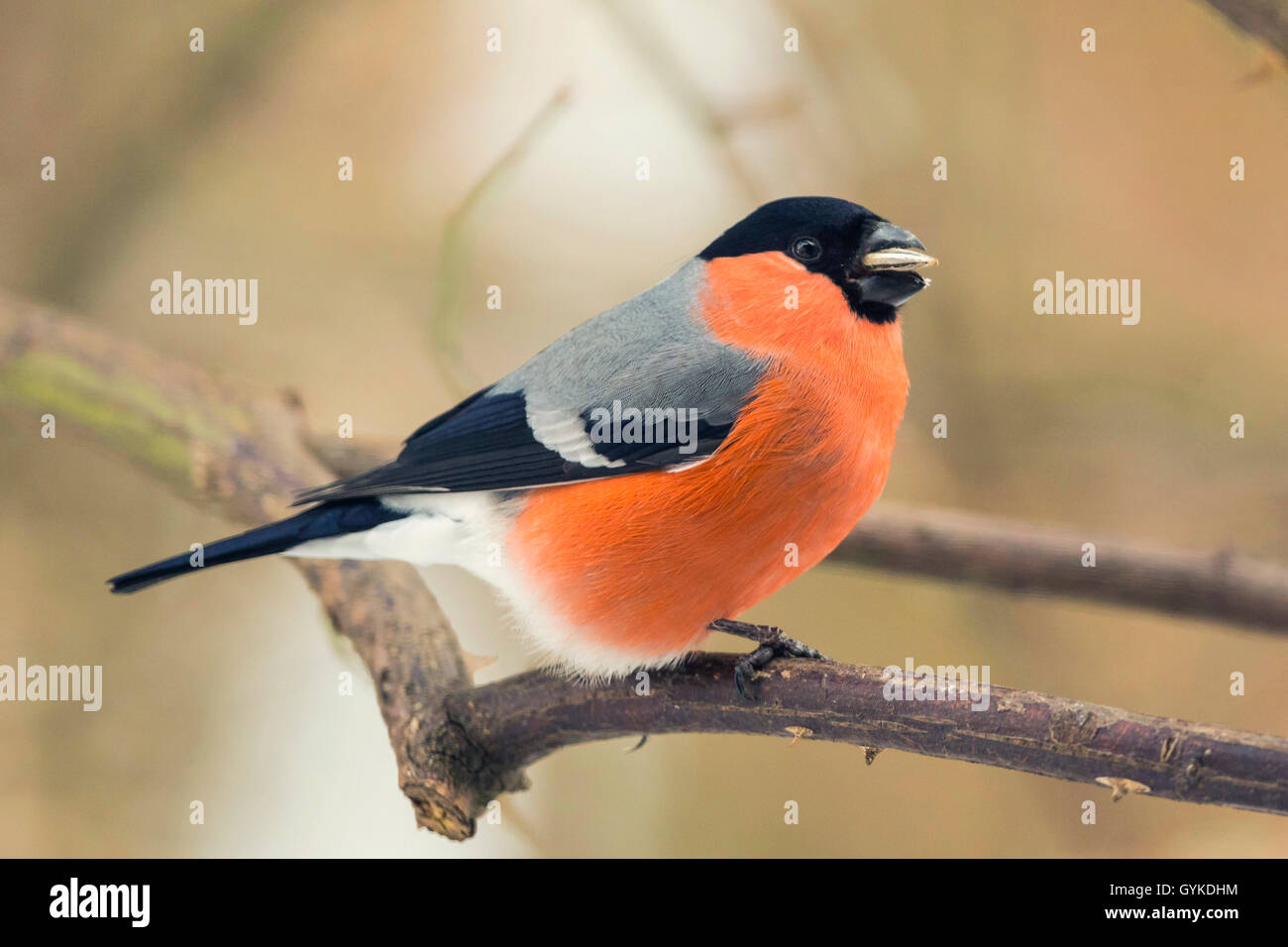 , Bullfinch ciuffolotto, bullfinch settentrionale (Pyrrhula pyrrhula), maschile seduto su un ramo con mangimi in bolletta, vista laterale, in Germania, in Baviera Foto Stock