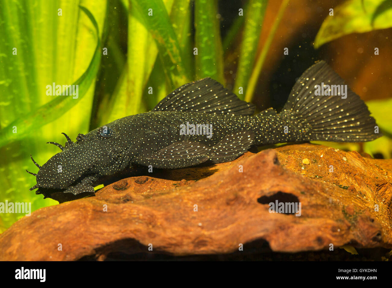 Blu-mento ancistrus, blu-mento xenocara, bushymouth catfish, oro bristlenose chiazze, big-fin bristlenose (Ancistrus dolichopterus, Xenocara dolichoptera), su deadwood Foto Stock
