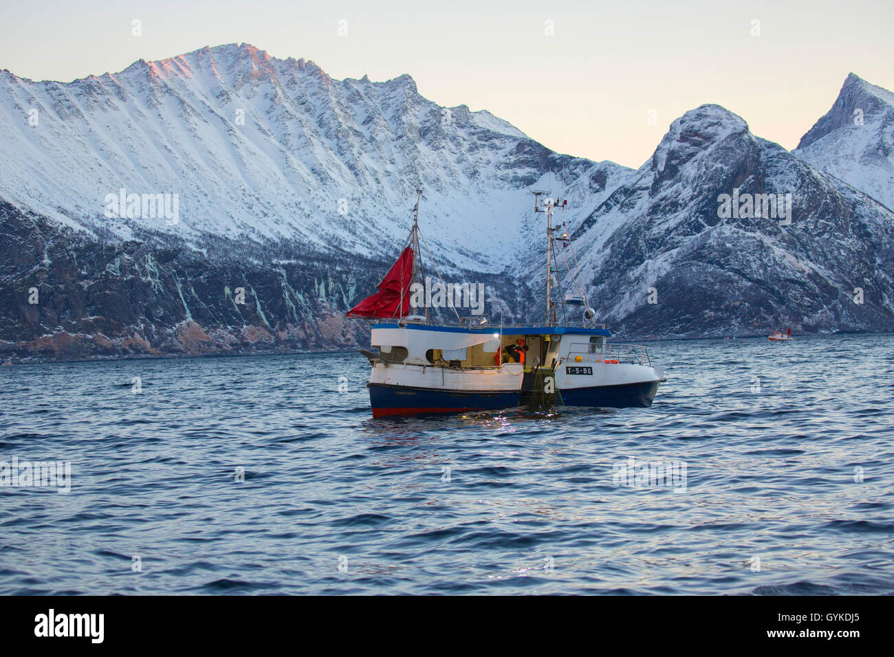 Merluzzo bianco, merluzzo bianco, codling (Gadus morhua), catcher nell'Atmosfera mattutina nel Melfjorden, Norvegia, Troms, Senja Foto Stock