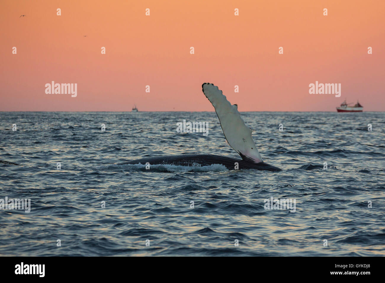 Humpback Whale (Megaptera novaeangliae), presentando in atmosfera mattutina nella parte anteriore del cielo arancione una pinna bianca, Norvegia, Troms, Senja Foto Stock