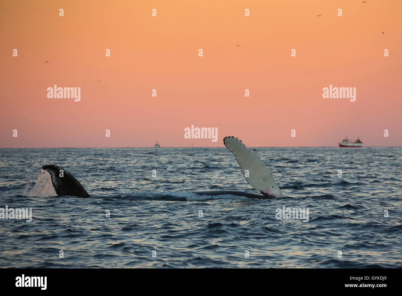 Humpback Whale (Megaptera novaeangliae), presentando in atmosfera mattutina nella parte anteriore del cielo arancione una pinna bianca e Fluke, Norvegia, Troms, Senja Foto Stock