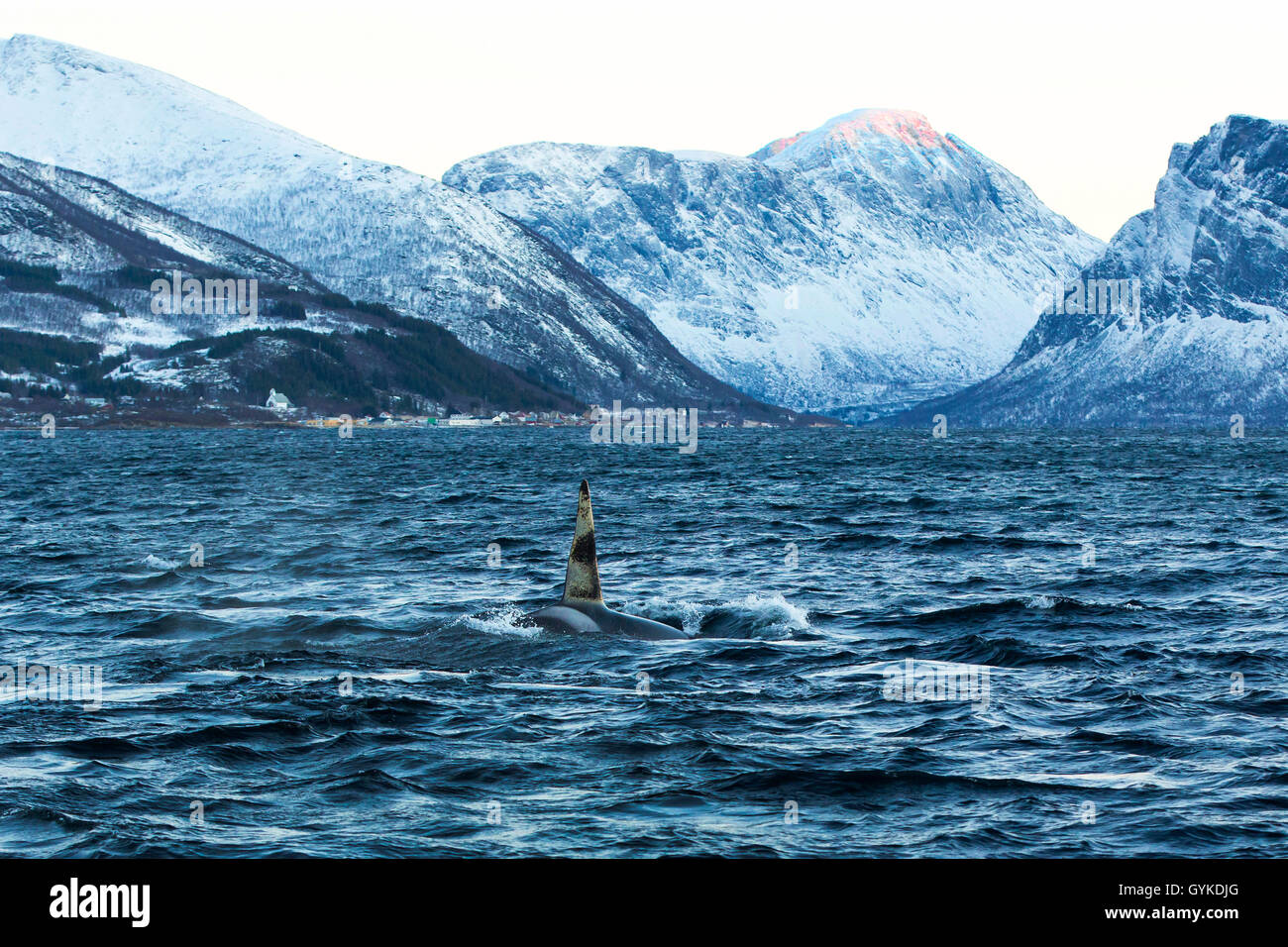 Orca, grande balena killer, grampus (Orcinus orca), sommergendo big maschio, Norvegia, Troms, Bergsfjorden auf Senja Foto Stock