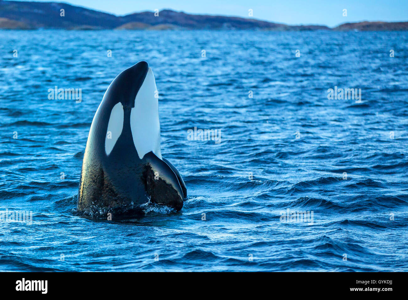 Orca, grande balena killer, grampus (Orcinus orca), spy hop, maschio esplorando l'ambiente al di fuori dell'acqua, Norvegia, Troms, Bergsfjorden auf Senja Foto Stock