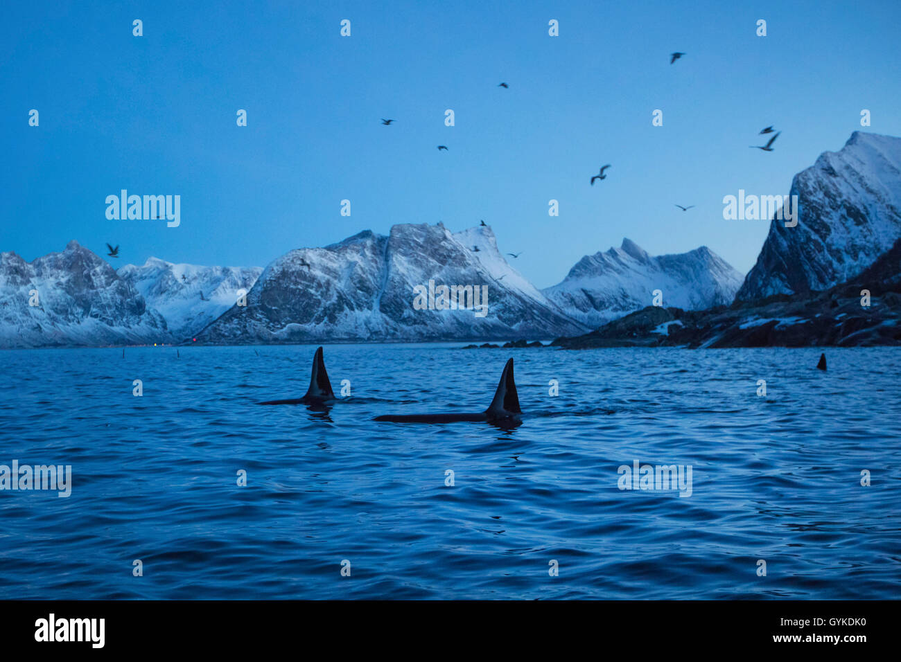 Orca, grande balena killer, grampus (Orcinus orca), caccia pack nel crepuscolo, Norvegia, Troms, Senja Ersfjord Foto Stock