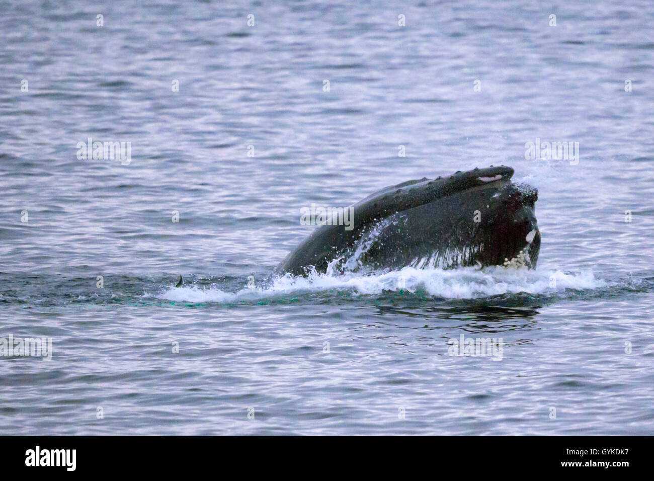Humpback Whale (Megaptera novaeangliae), a caccia di una scuola di aringhe e di rompere la superficie dell'acqua, Norvegia, Troms, Senja Foto Stock