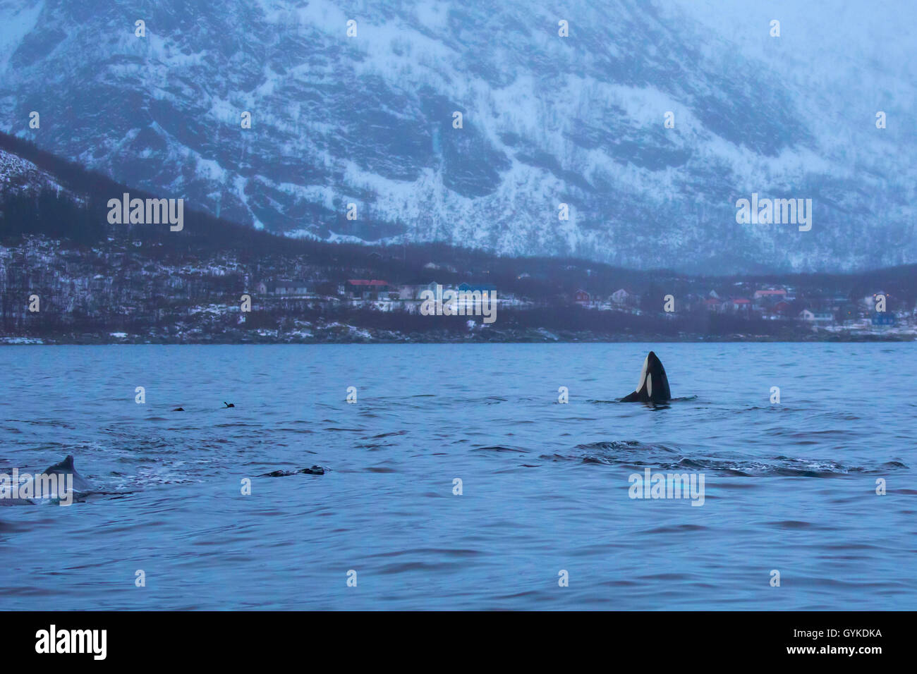 Orca, grande balena killer, grampus (Orcinus orca), spy hop, maschio esplorando l'ambiente al di fuori dell'acqua, Norvegia, Troms, Bergsfjorden auf Senja Foto Stock