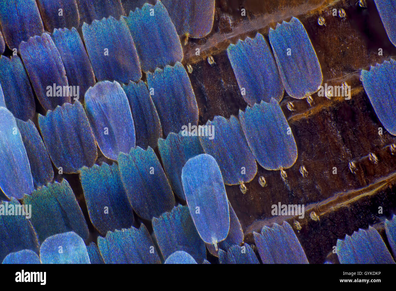 Schmetterling (Lepidoptera), Schmetterlingsschuppen | butterfly (Lepidoptera), scale di una farfalla | BLWS418970.jpg [ (c) bl Foto Stock