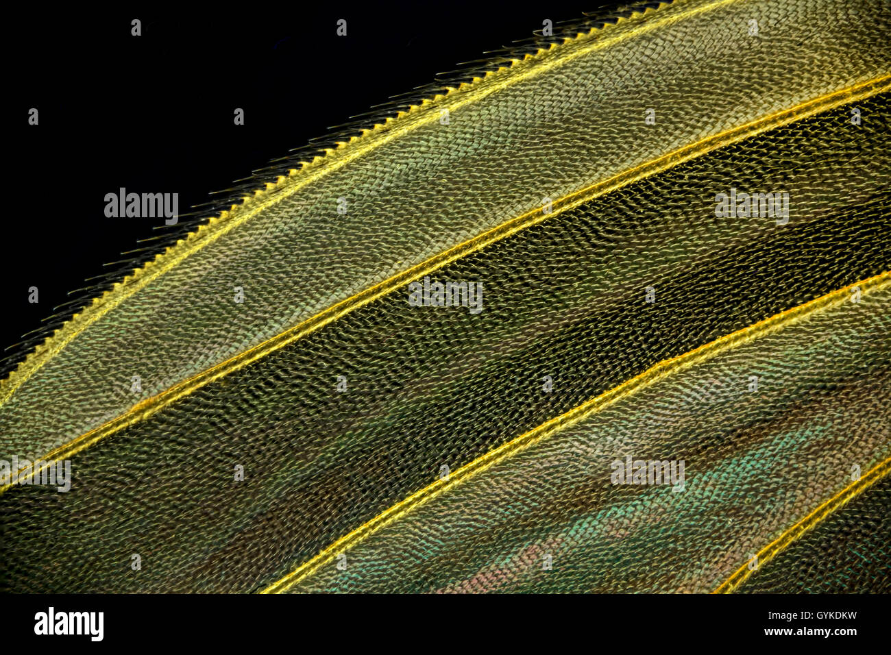 Fliegen (Brachycera (Diptera)), Fluegel einer Fliege | vero vola (Brachycera (Diptera)), il dettaglio di una ala di mosca | BLWS418973 Foto Stock