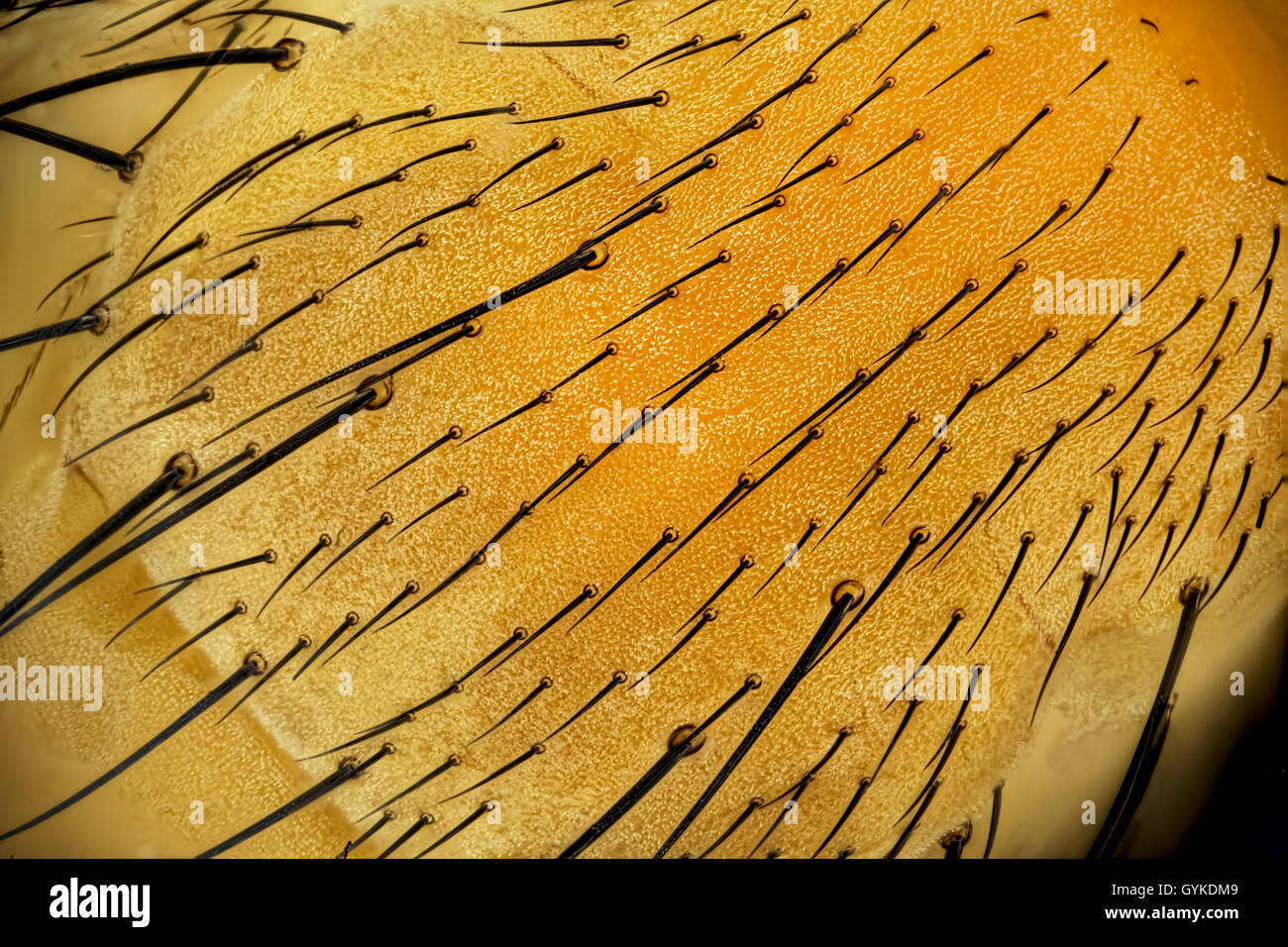 Fliegen (Brachycera (Diptera)), Makroaufnahme des Rueckens einer Fliege | vero vola (Brachycera (Diptera)), indietro di una mosca | BLW Foto Stock