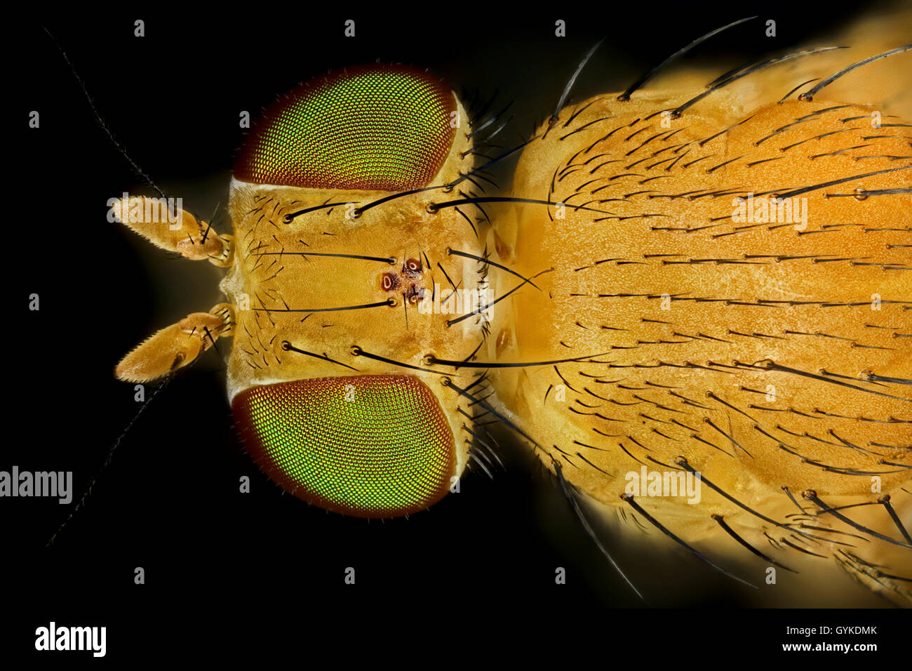 Fliegen (Brachycera (Diptera)), Makroaufnahme einer Fliege mit gruenen Augen | vero vola (Brachycera (Diptera)), volare con verde Foto Stock