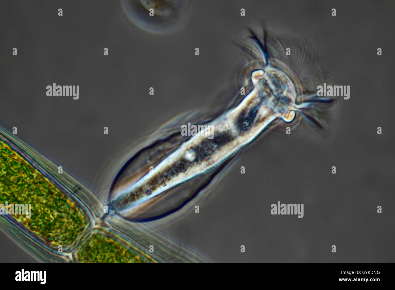 Beringtes Pokaltierchen (Cothurnia spec.), epibiontisch auf einer Alge | protozoo (Cothurnia spec.), epibiontic su un'alga | BL Foto Stock