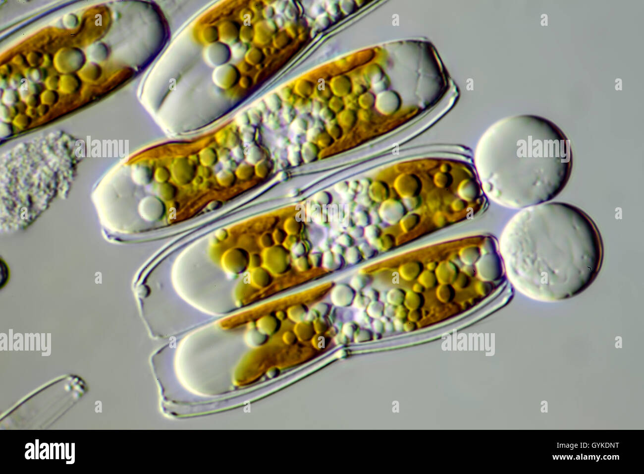 Kieselalge, Kiesel-Alge, Diatomee (Diatomeae), lebende Kieselalgen | (diatomee Diatomeae), vivente diatomee | BLWS419012.jpg [ (c) b Foto Stock