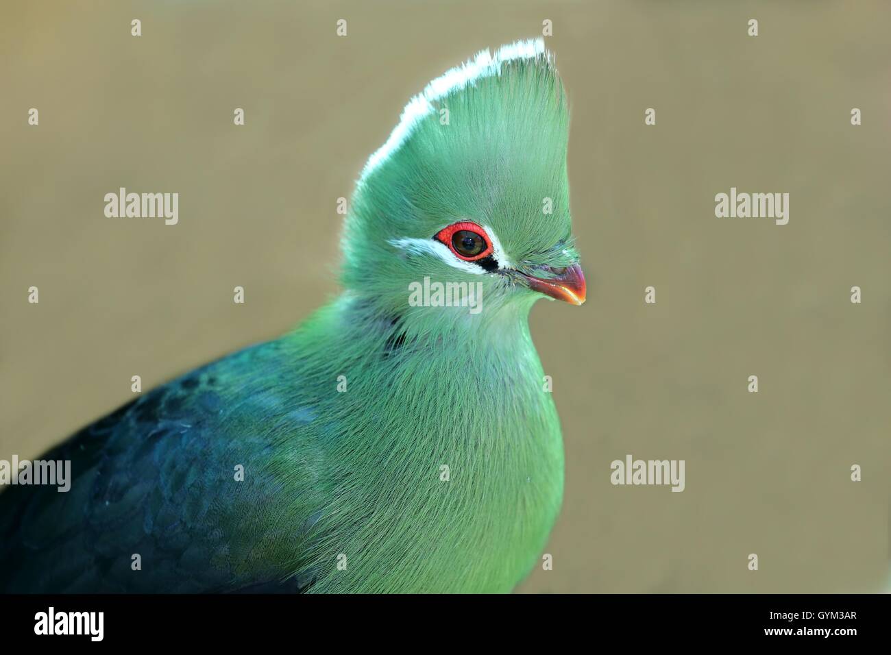 Knysna Loerie o's Turaco Bird Foto Stock