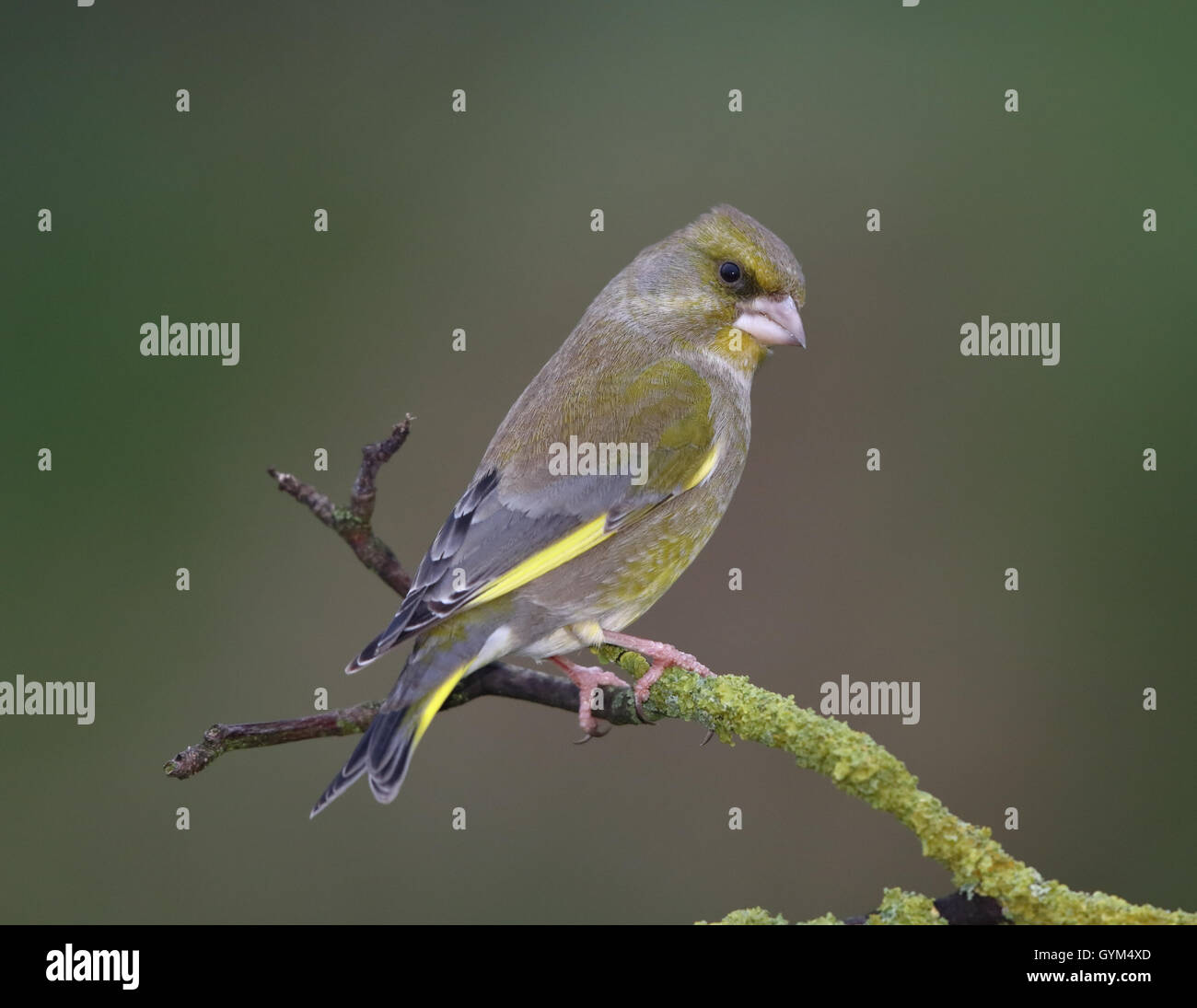 Verdone (Carduelis chloris) arroccato su un lichene ramo di carico Foto Stock