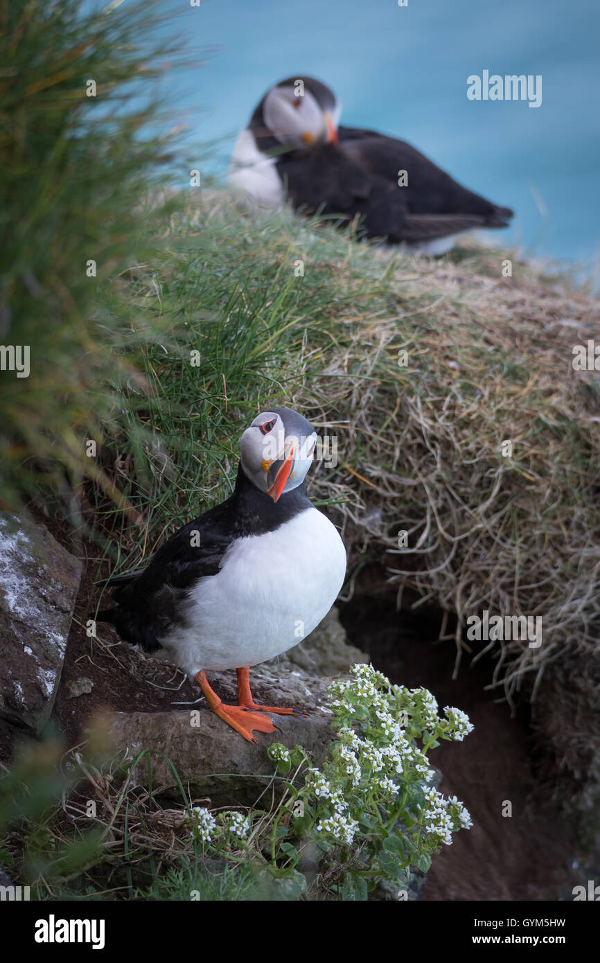 I puffini in Mykines, Isole Faerøer Foto Stock