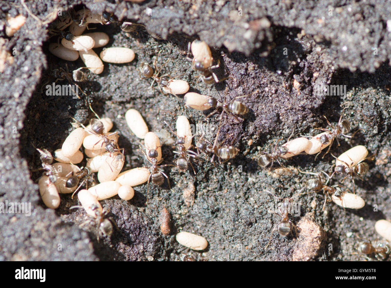 Lasius niger [nero garden ant] esposti da sotto la lastra di pavimentazione. Lavoratori la rimozione di uova. UK Luglio Foto Stock