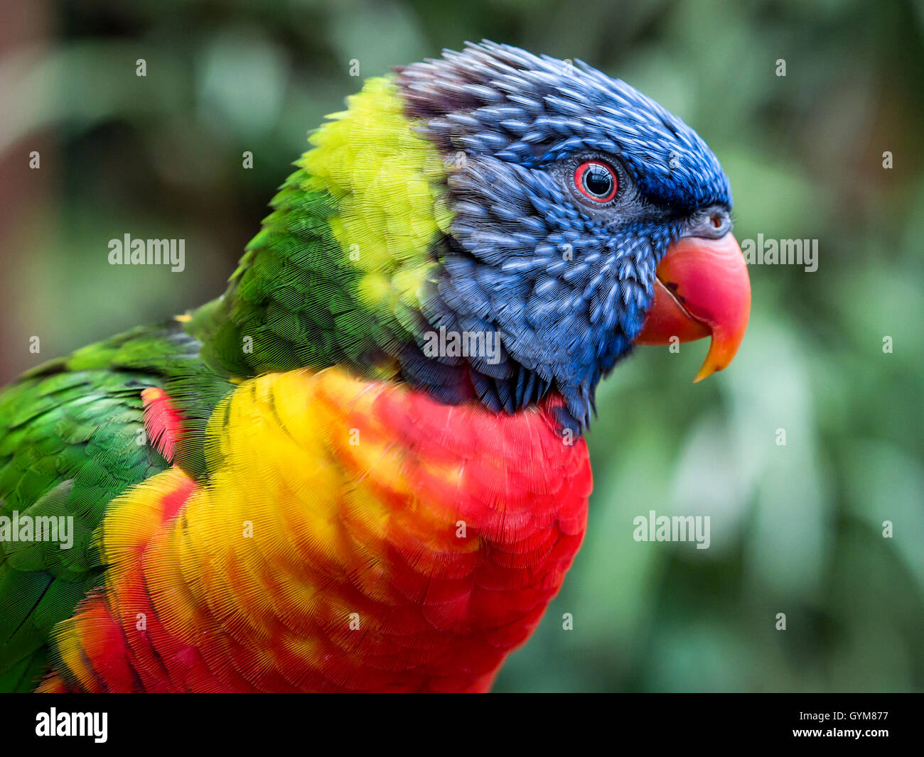 Rainbow Lorikeet presso lo Zoo di Colchester Foto Stock