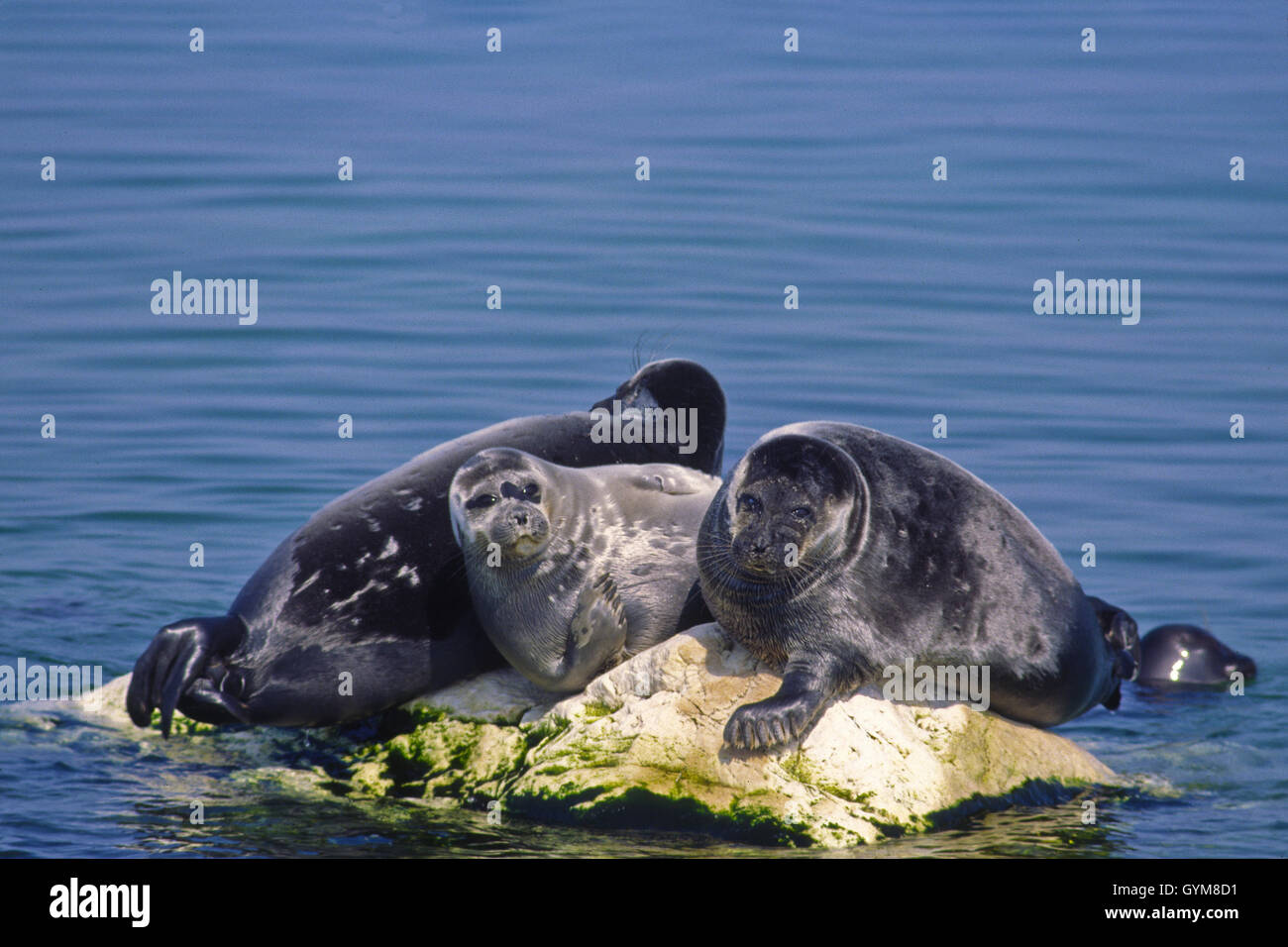 Nerpa, mondo solo sigillo di acqua dolce, si trovano solo nel lago Baikal. Una popolazione può essere in declino, possibilmente una specie minacciata. Foto Stock