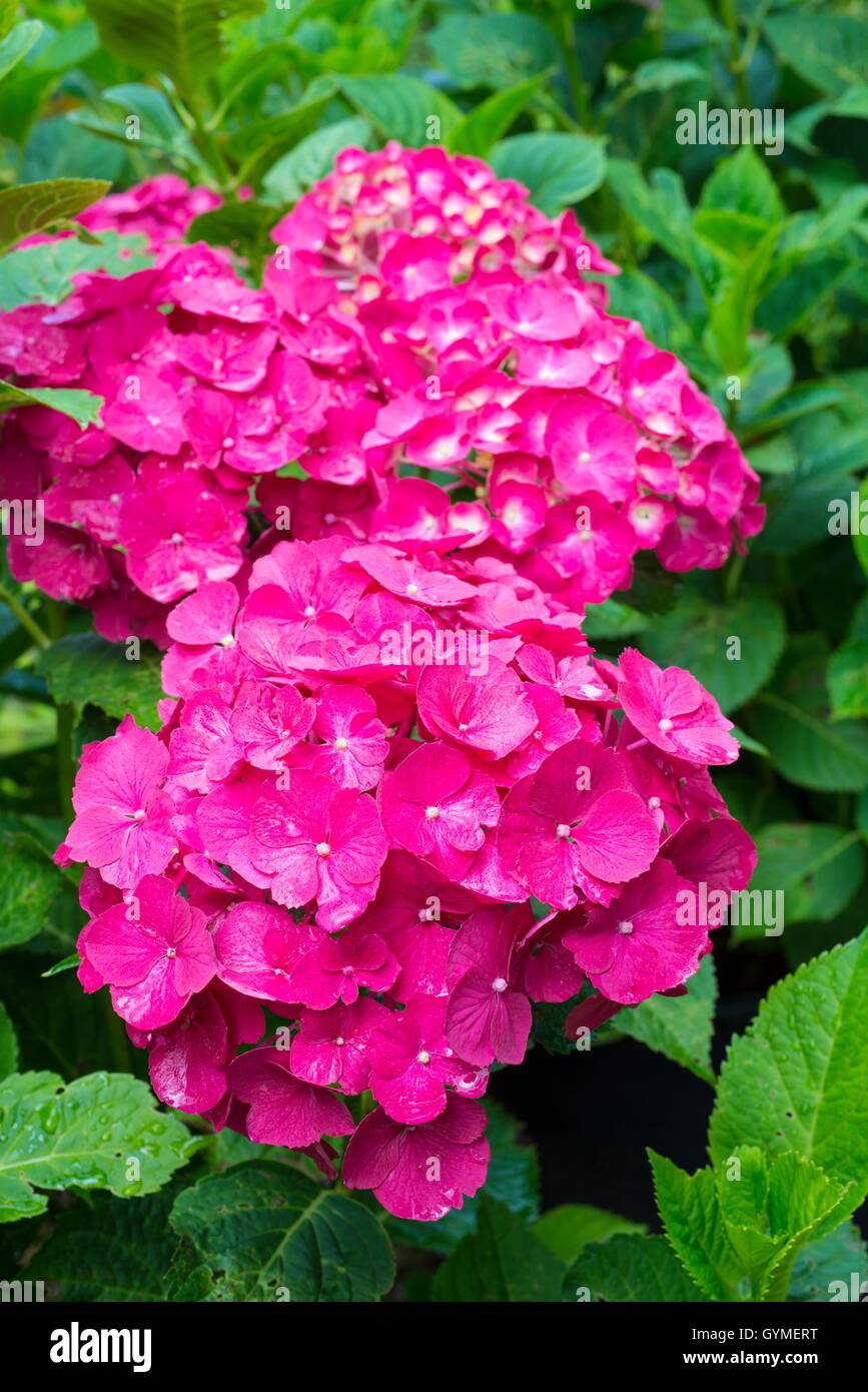 Hydrangea macrophylla 'Westfalen AGM Foto Stock