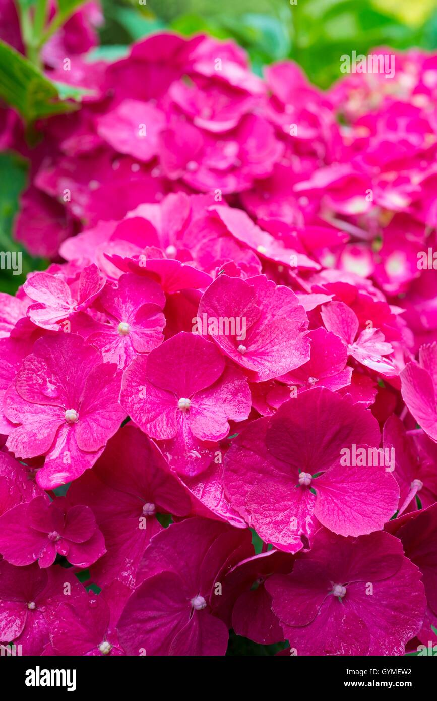 Hydrangea macrophylla 'Westfalen AGM Foto Stock