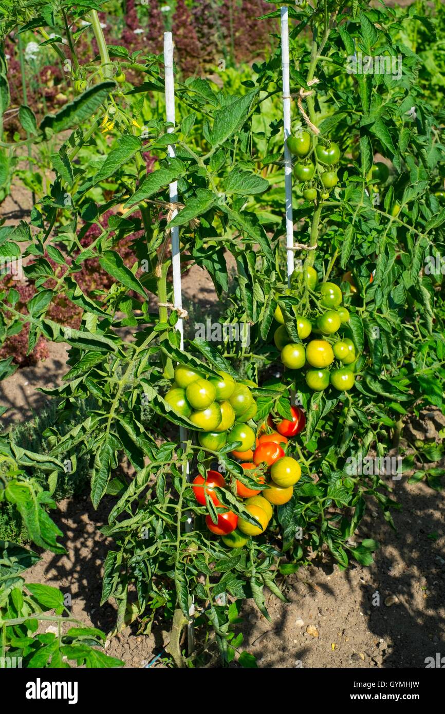 Outdoor di colture di pomodoro. Foto Stock