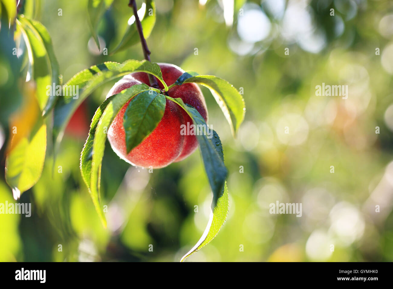 Peach. La coltivazione ecologica di pesche nel frutteto frutta Foto Stock