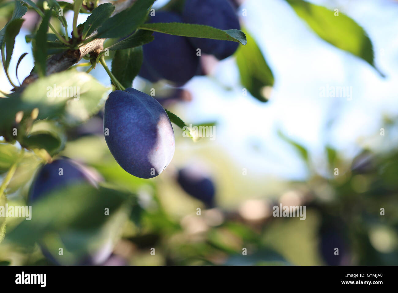 Le prugne. Crescente le prugne nella frutta Orchard Foto Stock