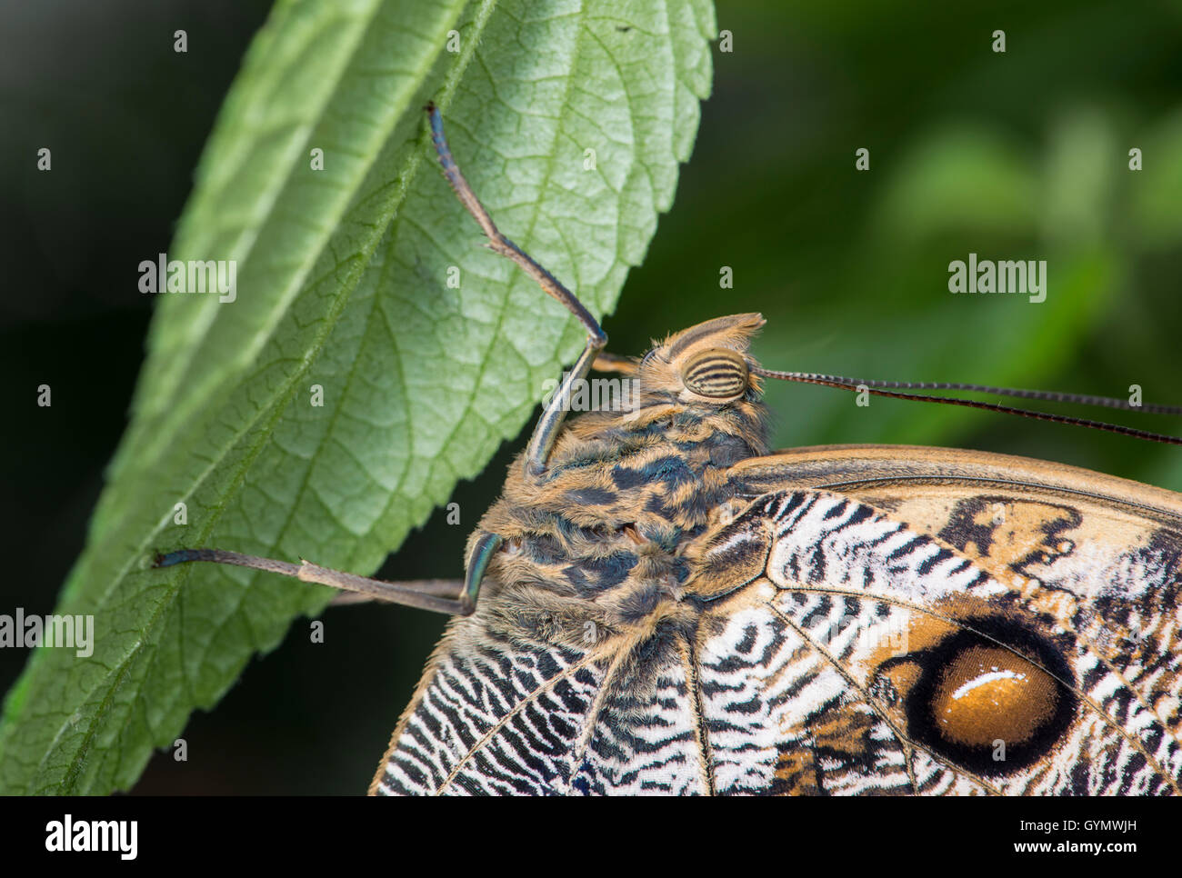 Farfalla civetta: Caligo memnon. Close-up di occhio Foto Stock