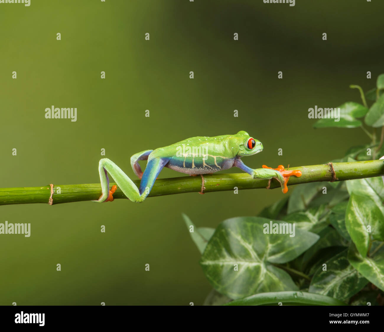 Con gli occhi rossi Raganella: Agalychnis callidryas. Camminare lungo il ramo Foto Stock