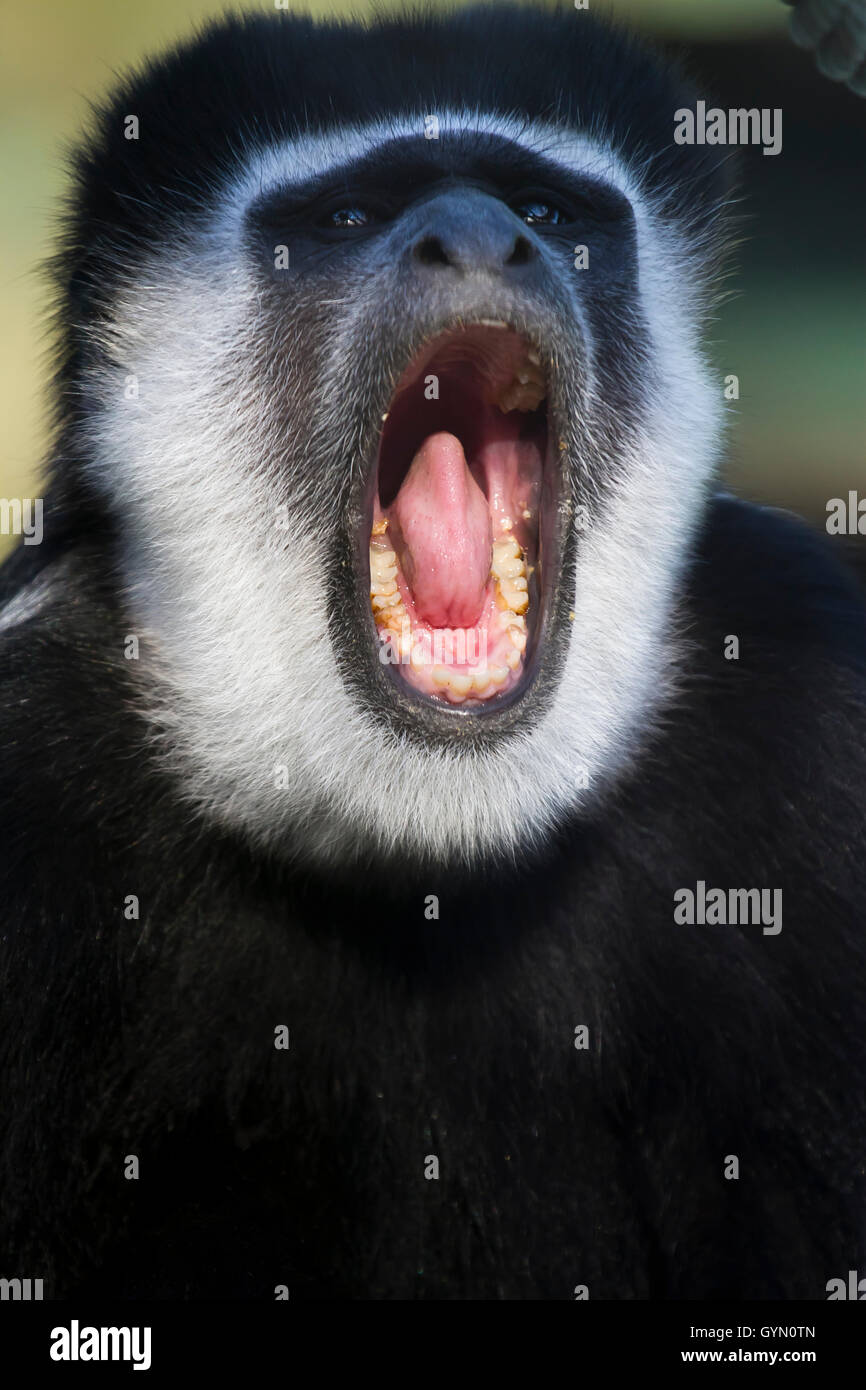 Mantled o guereza guereza (Colobus guereza) Foto Stock