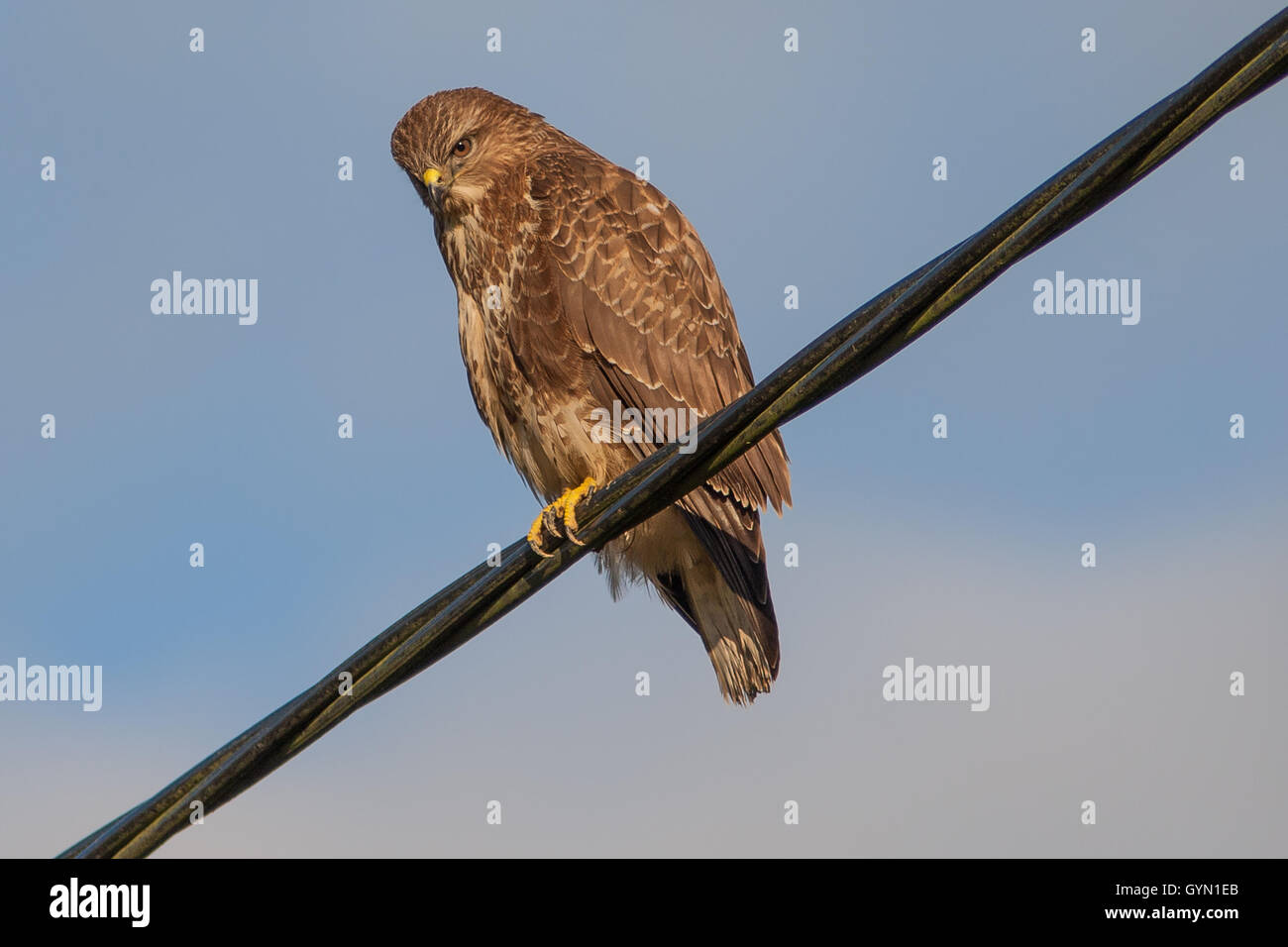 La poiana sul cavo Foto Stock