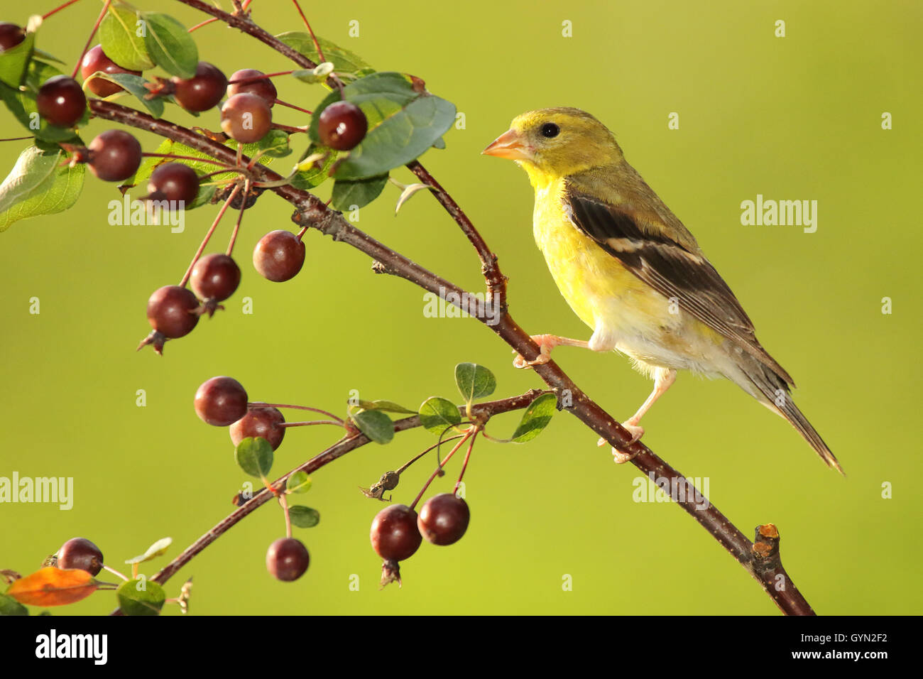 Un Americano Cardellino tra crabapples. Foto Stock