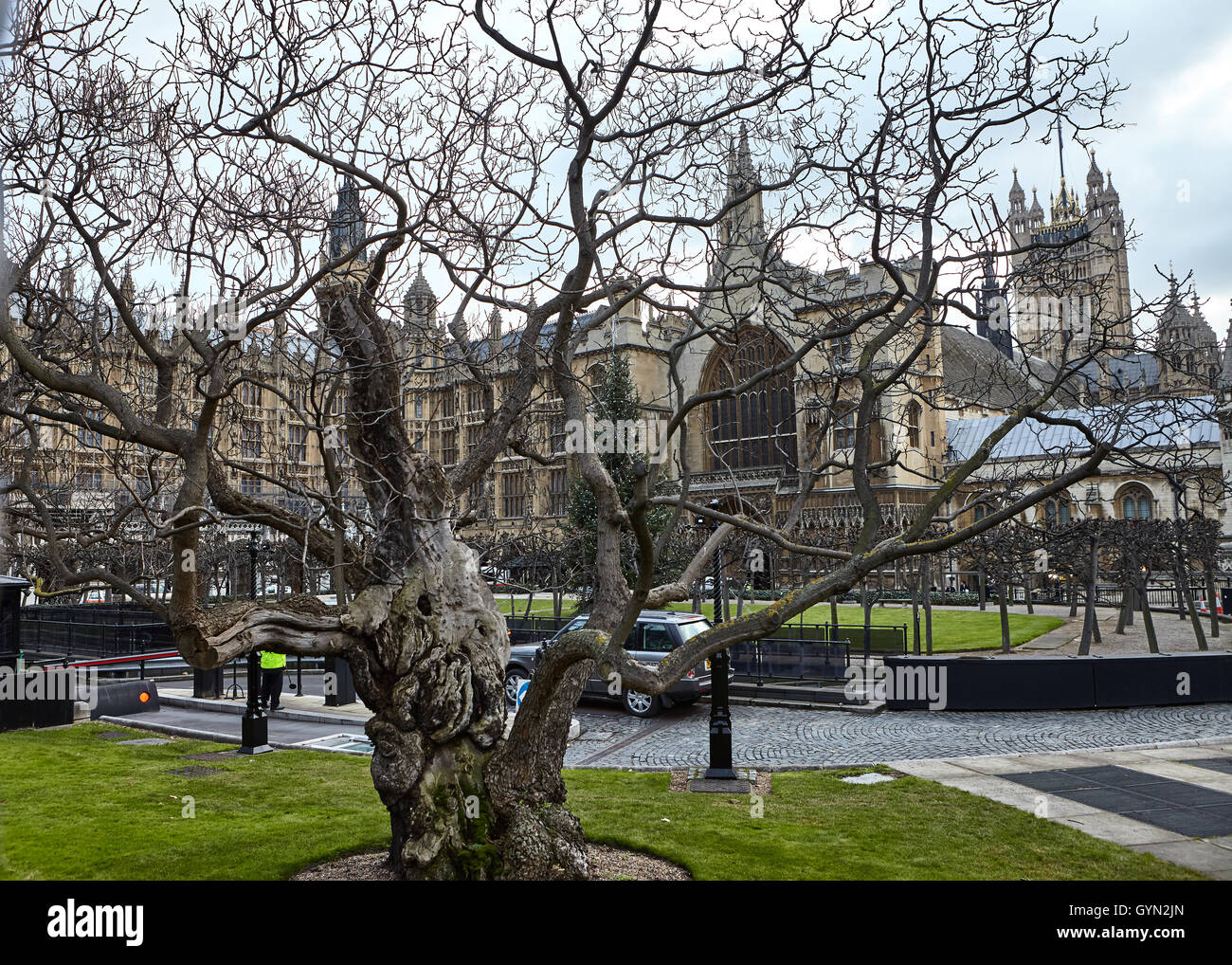 Vista del Palazzo di Westminster attraverso i rami di vecchio albero senza foglie alla vigilia di Natale. La foto è stata scattata dall'Abbazia di Westminster Foto Stock