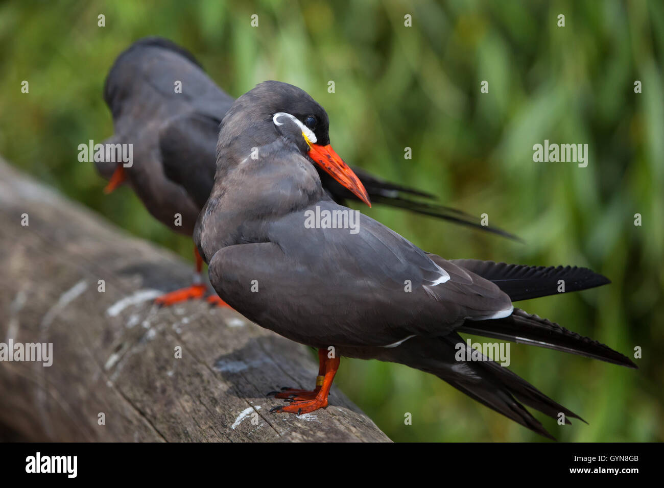 Inca tern (Larosterna inca). La fauna animale. Foto Stock