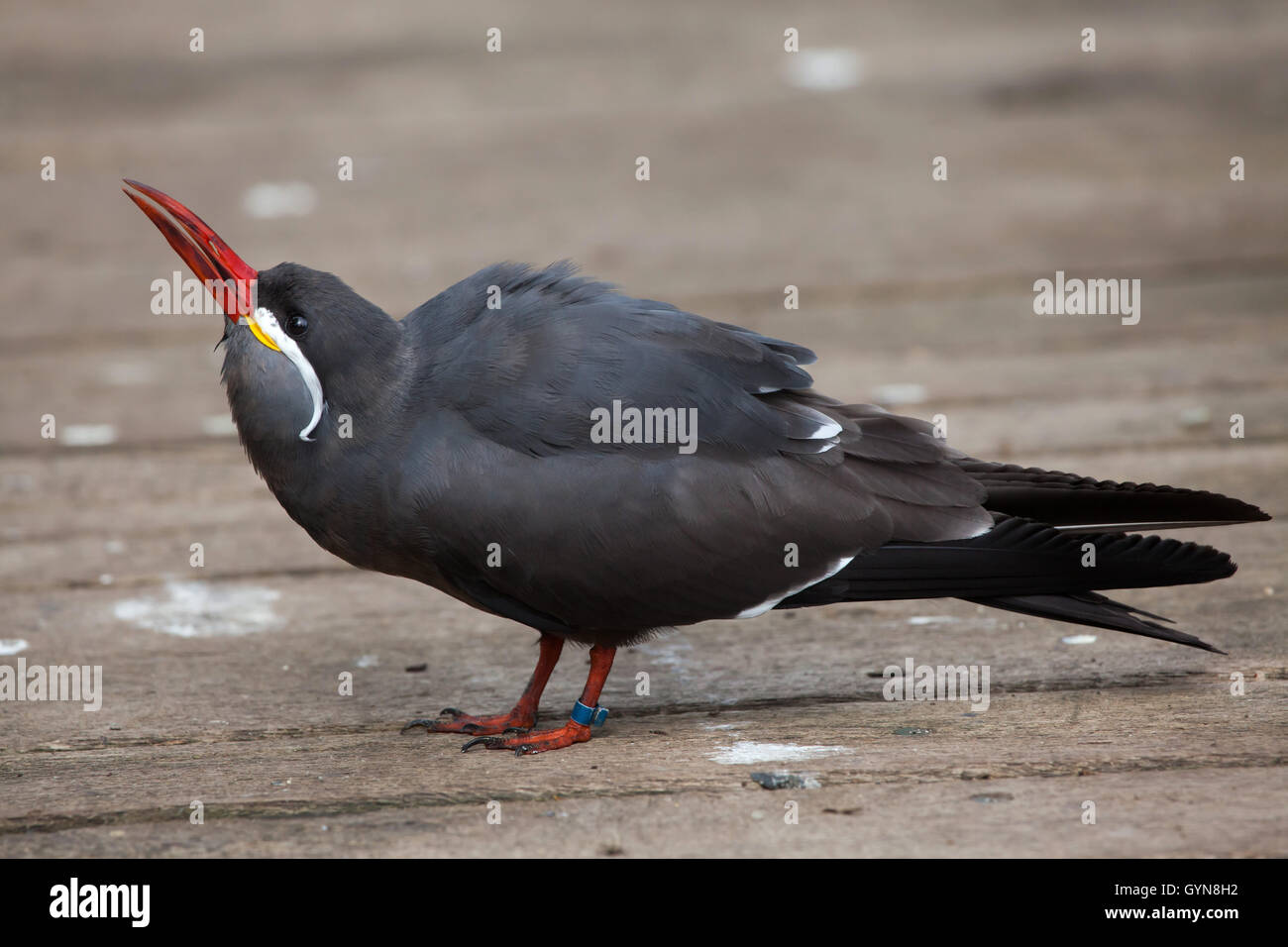 Inca tern (Larosterna inca). La fauna animale. Foto Stock